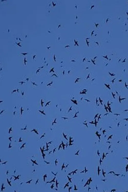 layover movie poster