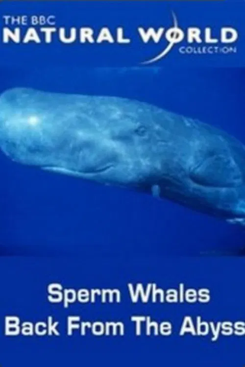 Sperm Whales: Back from the Abyss movie poster