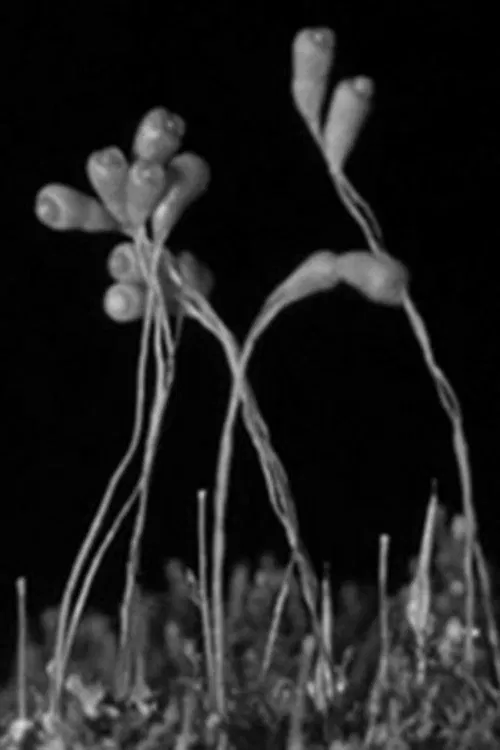 The Plants of the Pantry movie poster