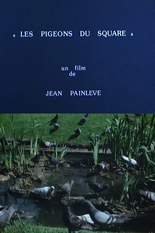 Pigeons in the Square movie poster