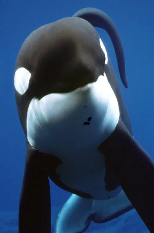 Keiko profile picture
