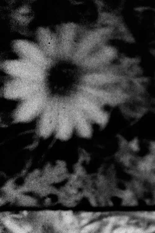 Petals and Feathers movie poster