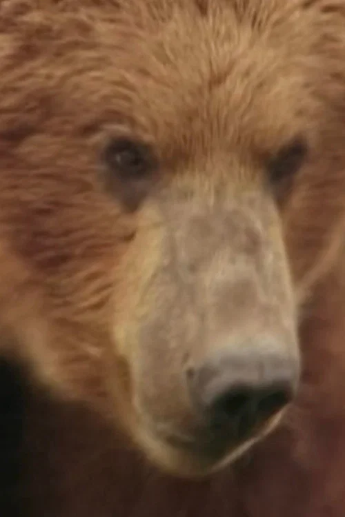 Rowdy the Bear profile picture