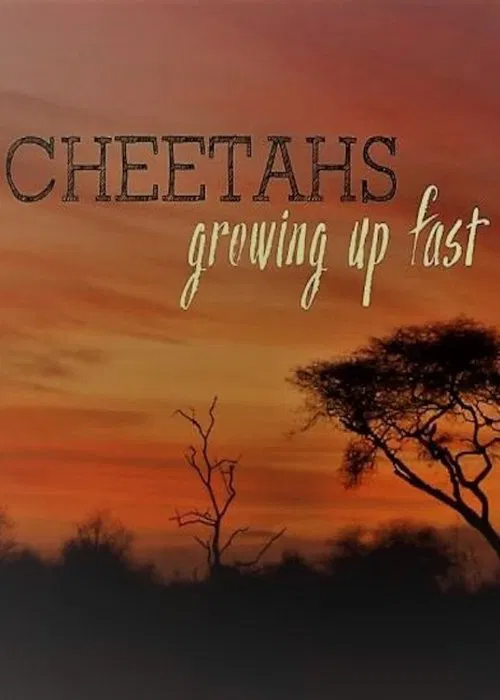 Cheetahs: Growing Up Fast movie poster
