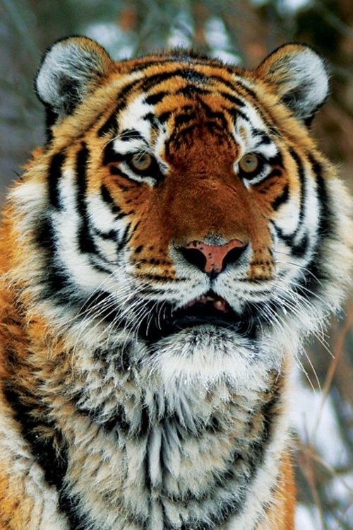 Operation Snow Tiger tv show poster
