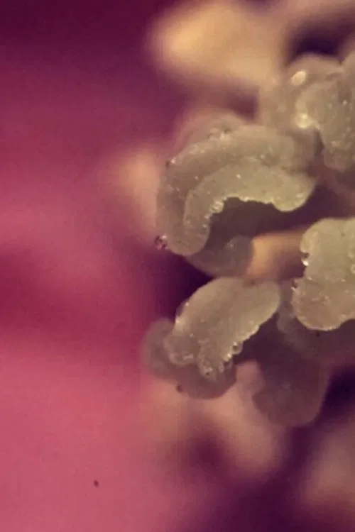 uchronia, no.1 movie poster