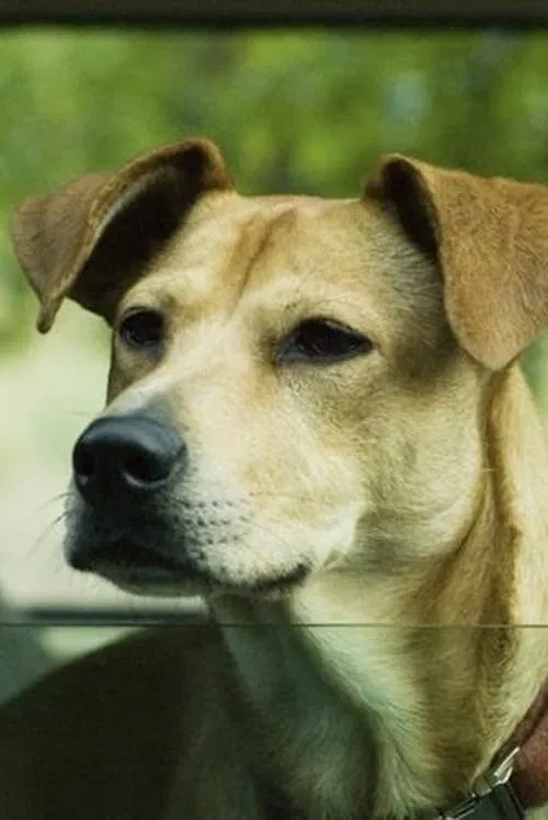Lucy profile picture