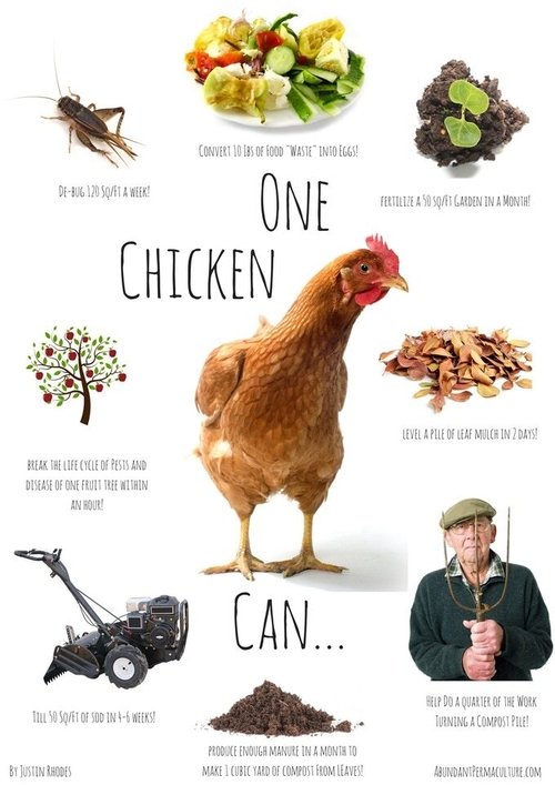 Permaculture Chickens movie poster
