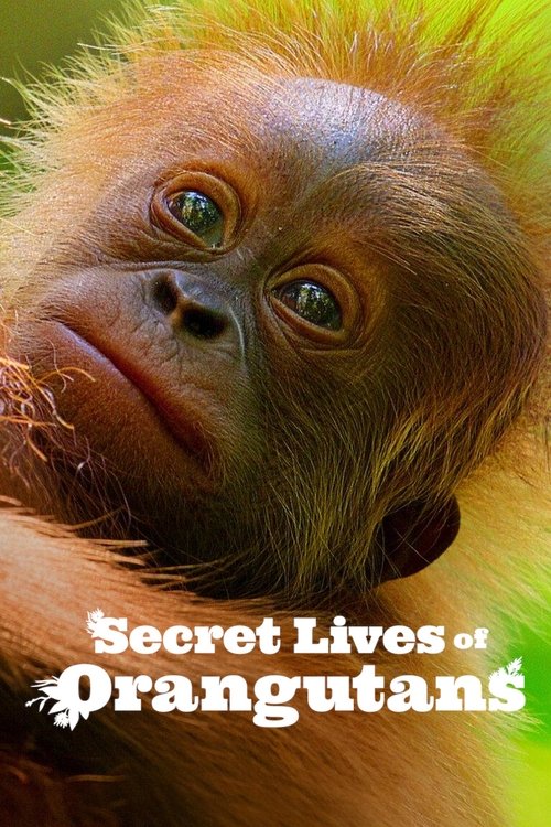Secret Lives of Orangutans movie poster