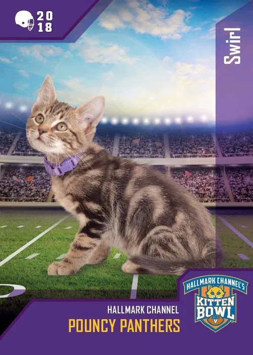 Poster do filme Kitten Bowl VIII Special