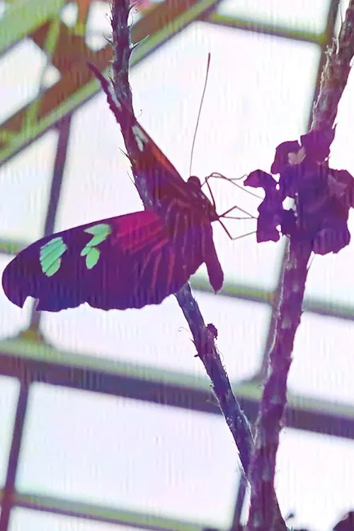 In the Conservatory movie poster