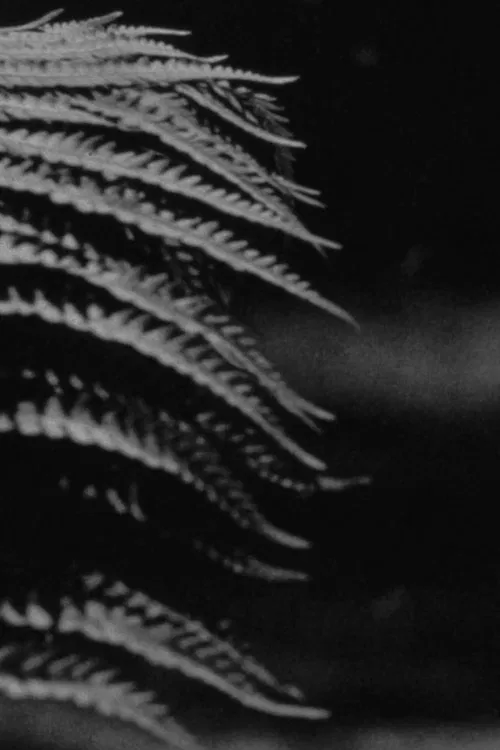 emergence movie poster