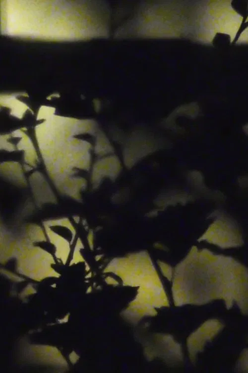 Poster do filme [D R E A M V A L L E Y]