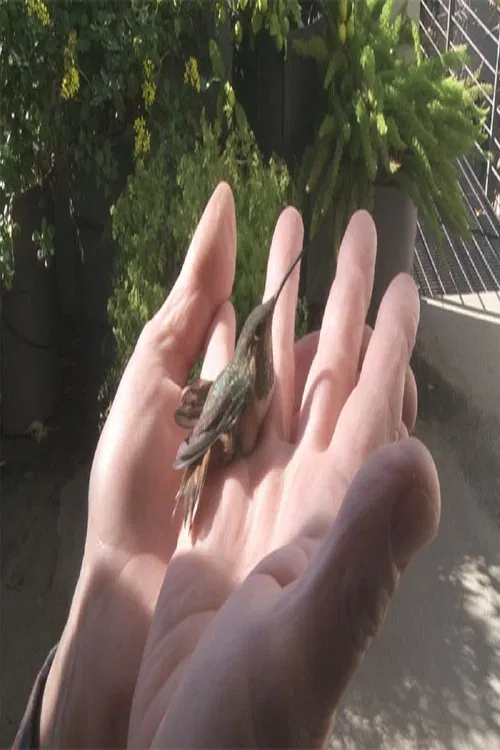 Poster do filme Birds in the Window