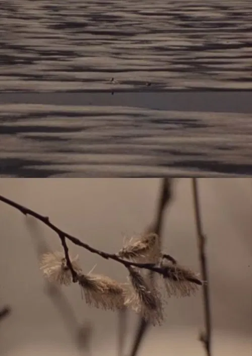 Spring Beaver movie poster