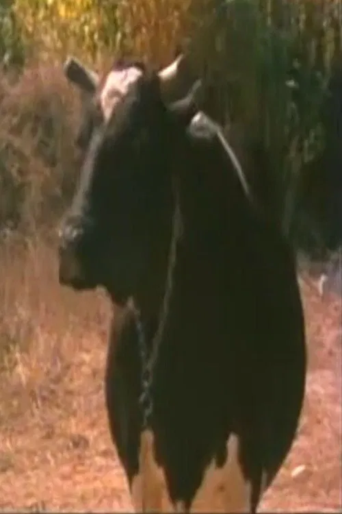 Mercan profile picture