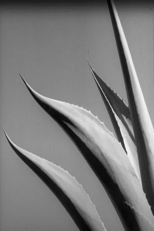 Los Magueyes movie poster