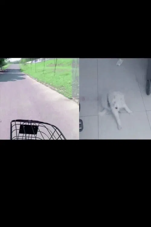 Search My White Dog movie poster