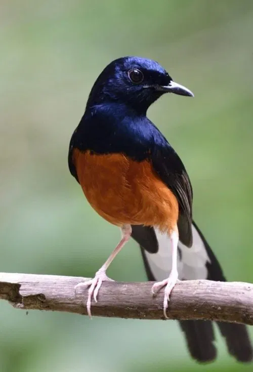 Poster da série Mondes sauvages