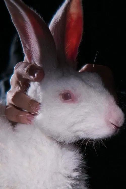 Rabbit 314 movie poster