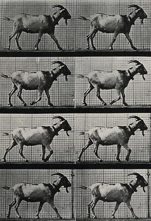 Goat Walking movie poster