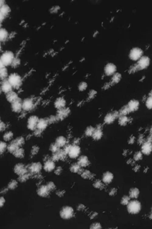 Landscape with Broken Dog movie poster