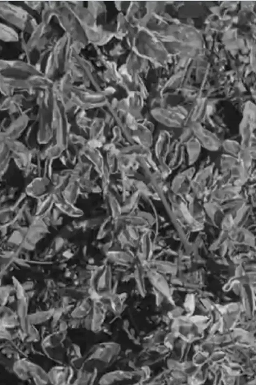 Lumphini 2552 movie poster