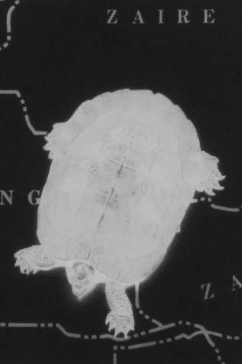 Turtle Dreams movie poster