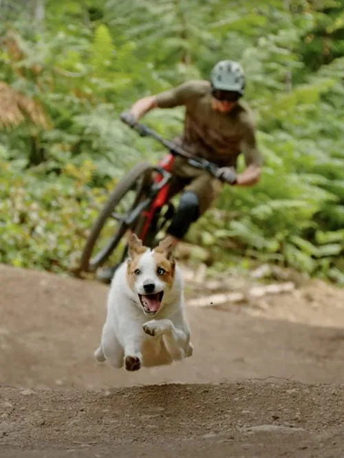 A Dog's Tale movie poster