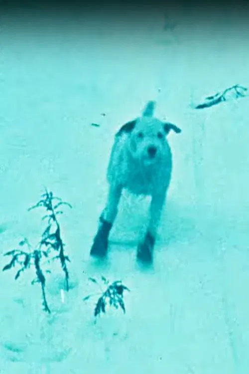 Poster do filme A Winter's Tale
