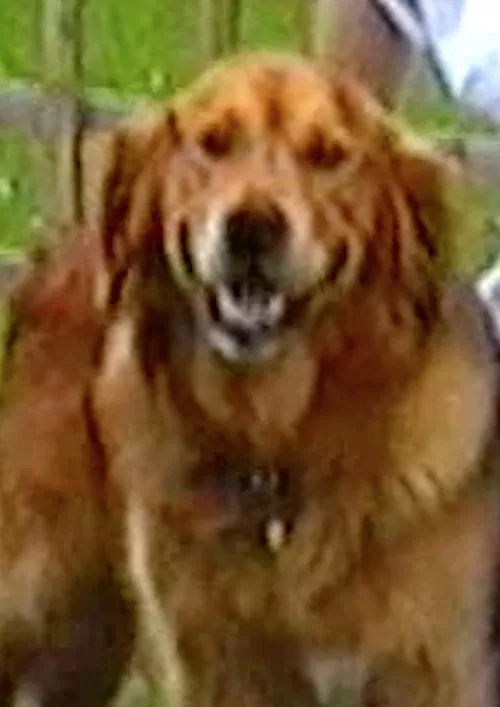 Puffin & Holly movie poster