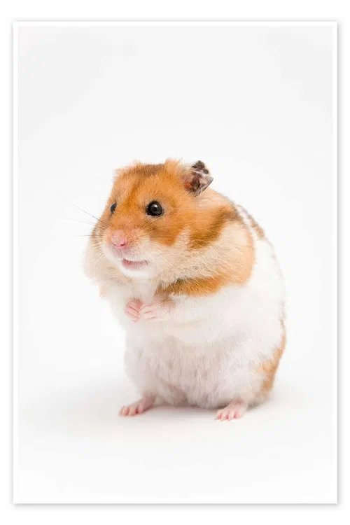 The Intervention movie poster