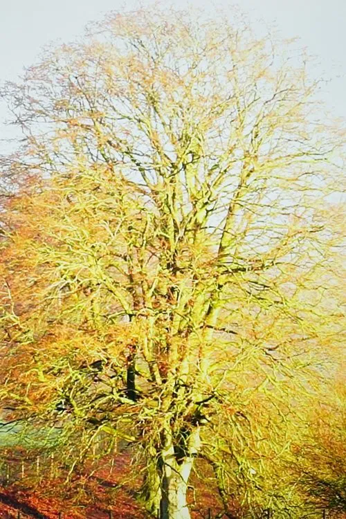 Appearance movie poster