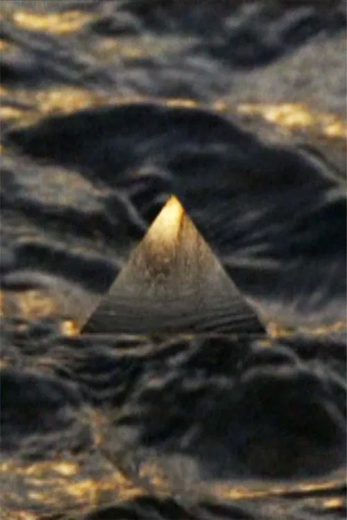 Spiders in Eden movie poster