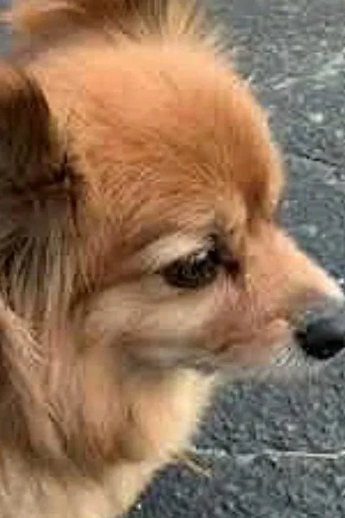 Stanruary Movie movie poster