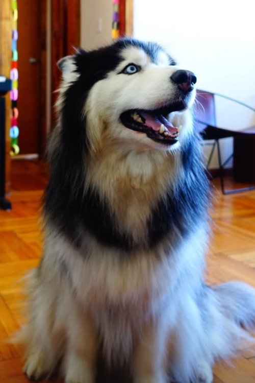 Taro profile picture