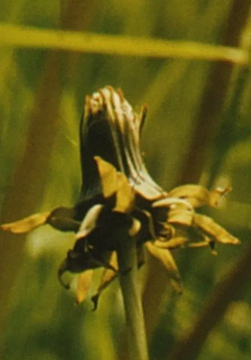 Envio 2 movie poster