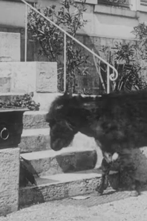 The Domestic Donkey movie poster