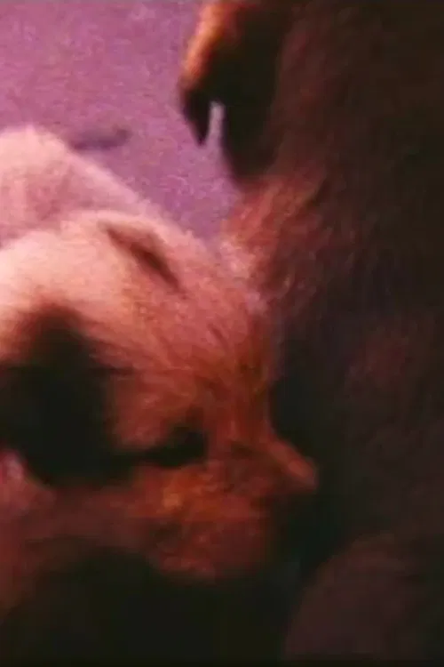 Poster do filme Pup Birth