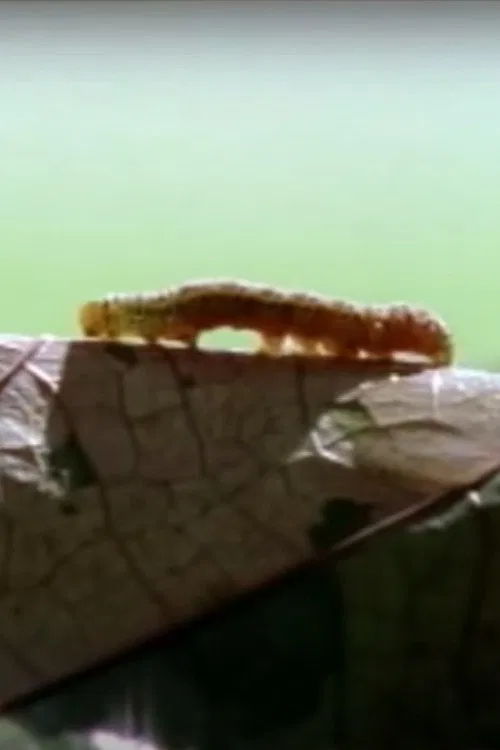 Poster do filme Sound of Steps