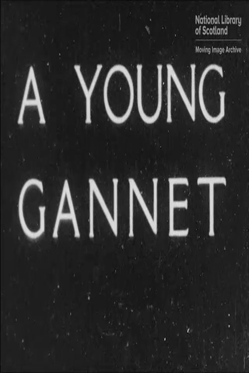 A Young Gannet movie poster