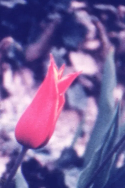 Spring Thing movie poster