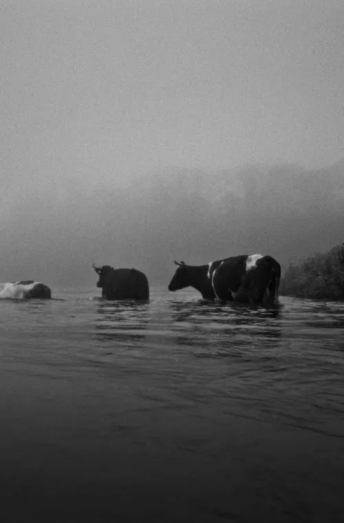 You River movie poster