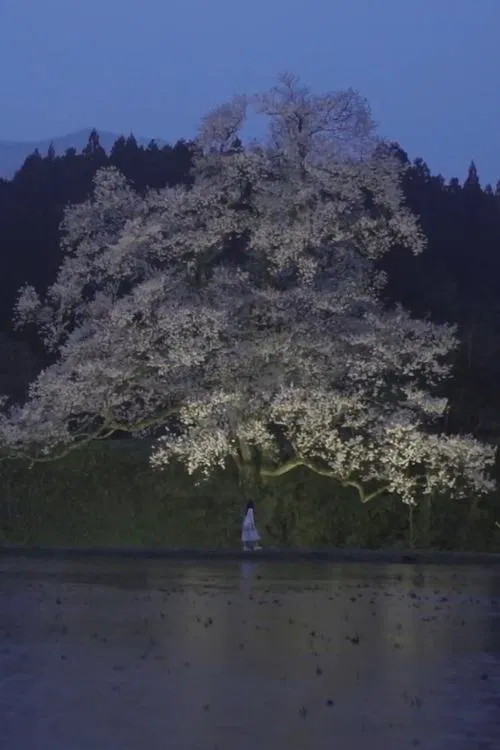 Cherry Blossom on My Palm movie poster