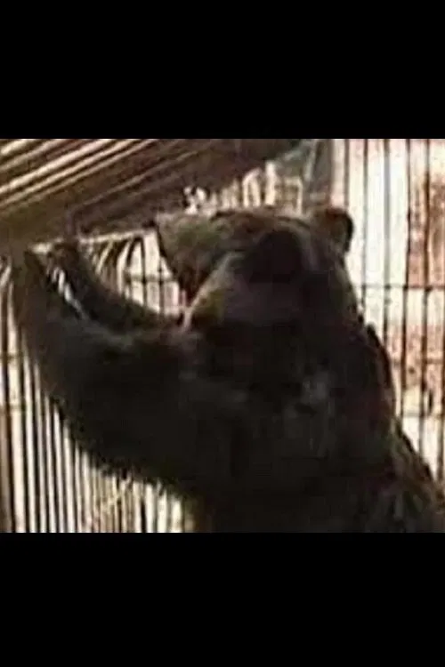 Why Does Kolkhoz Need Bears? movie poster