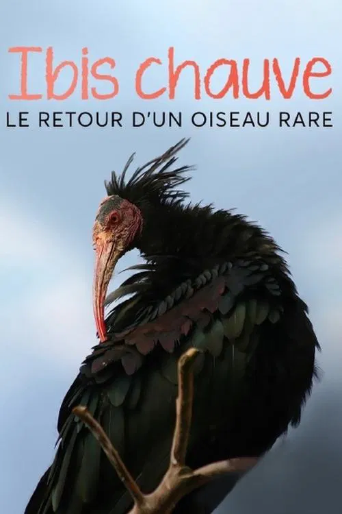 Poster do filme Der Waldrapp: Zugvogel im Aufwind