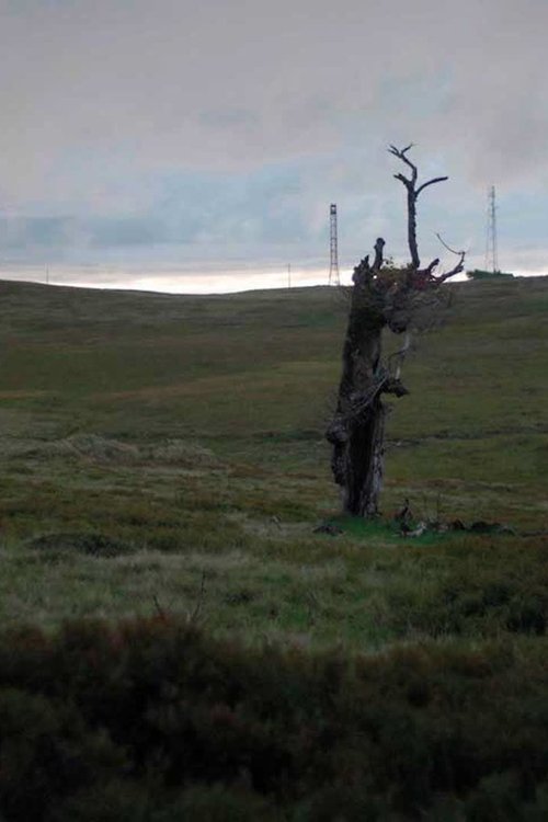 Wood for the Trees movie poster