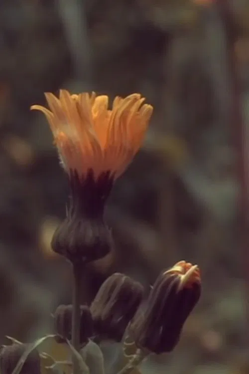 31/3/20 8.00 movie poster