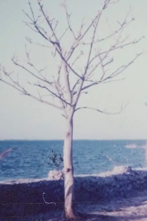 Two Women and the Rock Garden movie poster