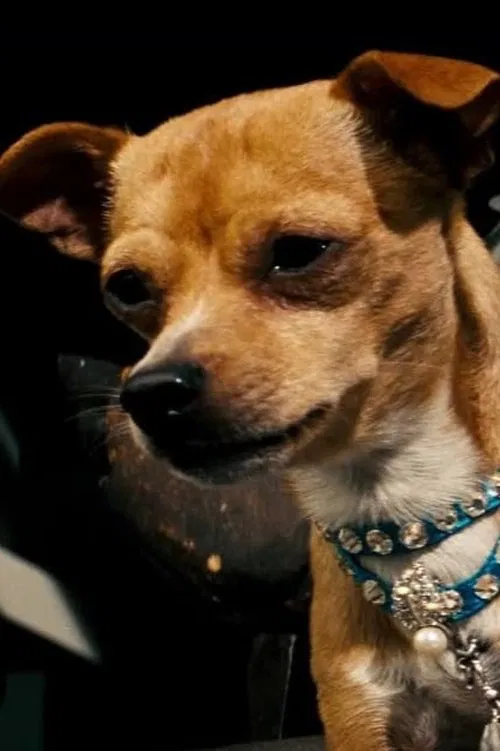 Chester the Chihuahua profile picture